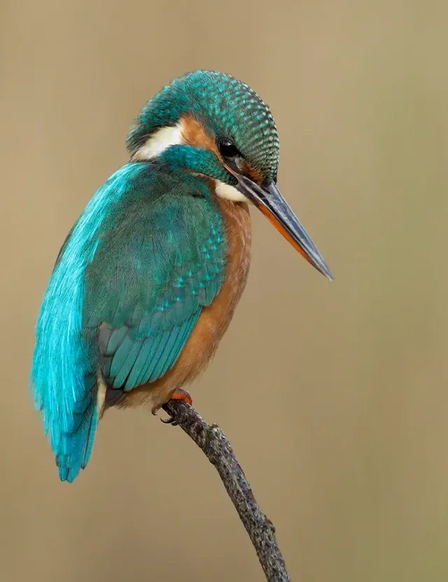 Astrid Brouwers Wenskaart IJsvogel kaart 10,7 cm met envelop