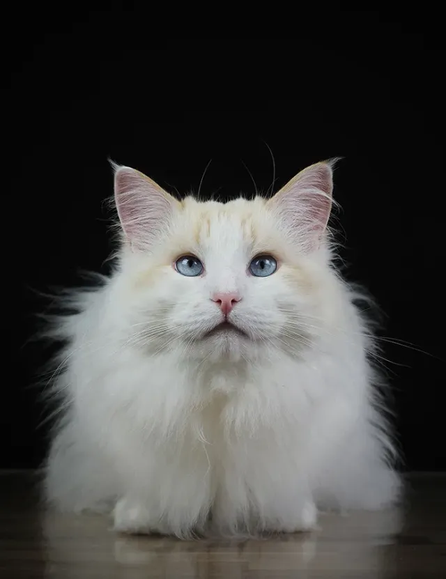Astrid Brouwers wenskaart witte fluffy kat