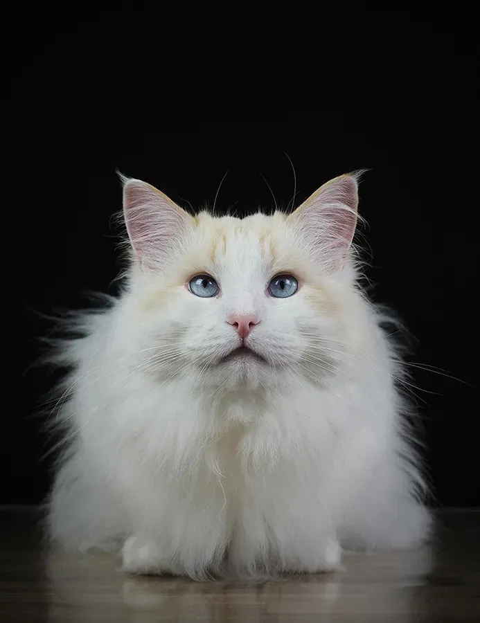 Astrid Brouwers wenskaart witte fluffy kat
