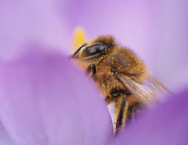 Astrid Brouwers bij in krokus wenskaart met envelop
