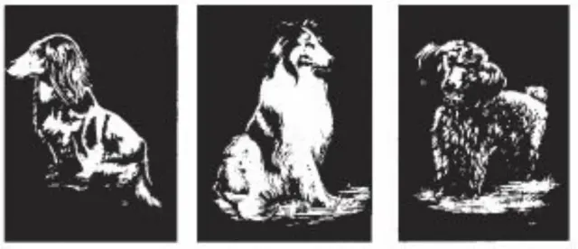LTC-Leiden kraskaarten honden B krasfolie 3 stuks