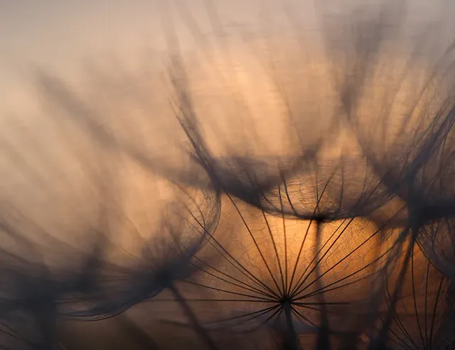 Astrid Brouwers Wenskaart zonsopkomst paardenbloemen